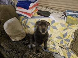 Lost Male Dog last seen SMITHONIA rd and owl creek rd, Comer, GA 30629