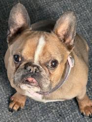 Found/Stray Female Dog last seen Echo Drive , Warwick, RI 02886