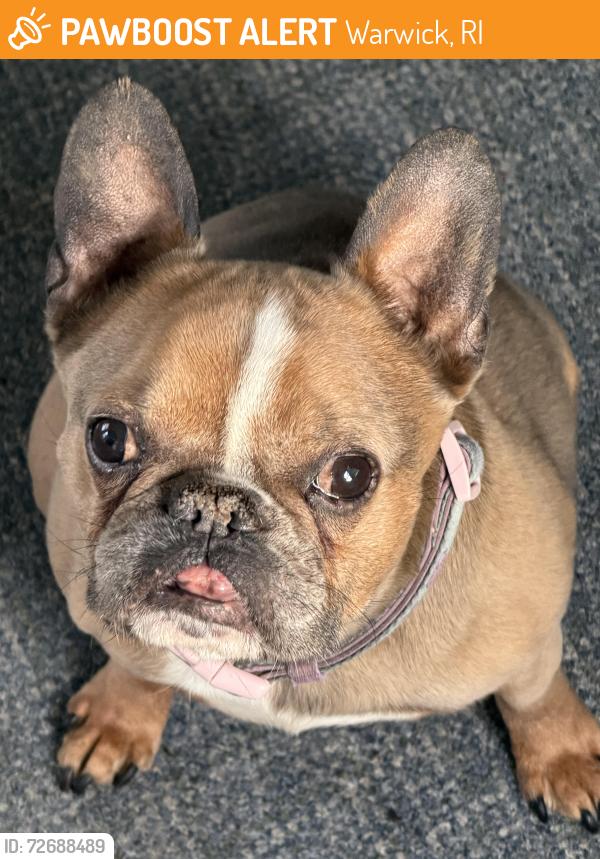 Found/Stray Female Dog last seen Echo Drive , Warwick, RI 02886