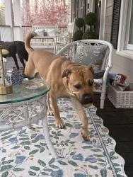 Found/Stray Male Dog last seen Mustang drive, Spartanburg, SC 29307
