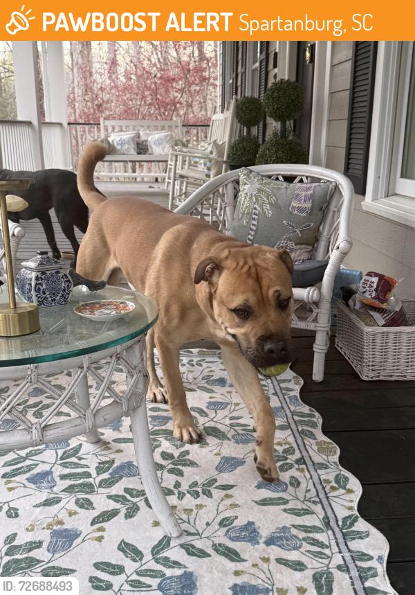 Found/Stray Male Dog last seen Mustang drive, Spartanburg, SC 29307