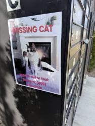 Lost Male Cat last seen Lake Hazel, Meridian, ID 83642