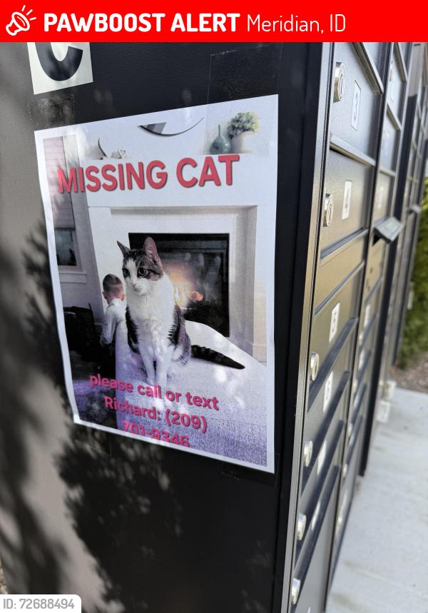 Lost Male Cat last seen Lake Hazel, Meridian, ID 83642