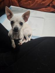 Found/Stray Male Dog last seen Near and Bryant road, Whitewright, TX 75491