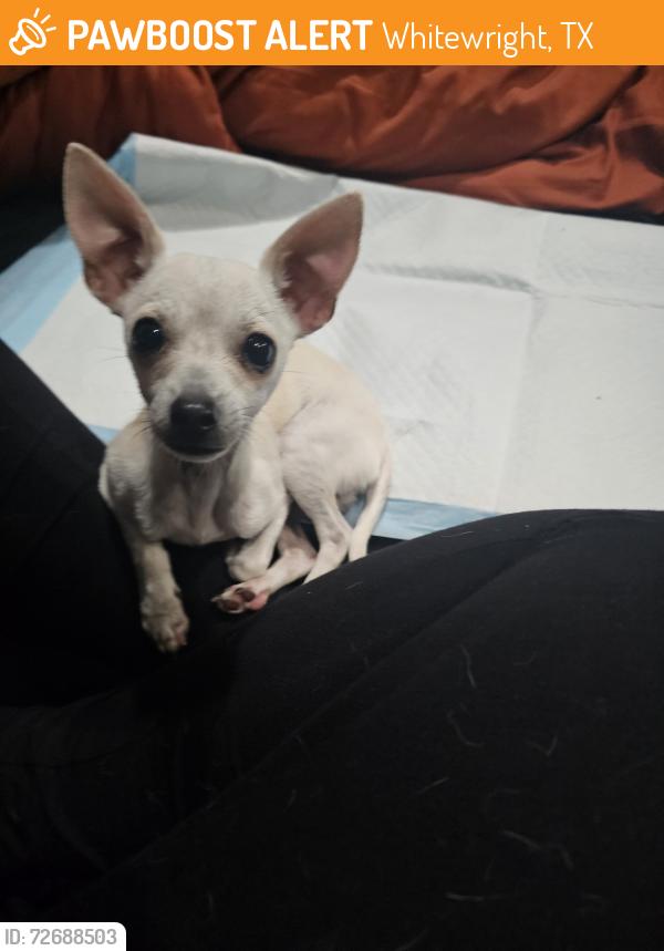 Found/Stray Male Dog last seen Near and Bryant road, Whitewright, TX 75491