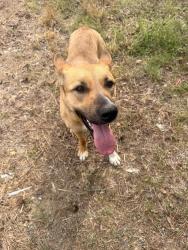 Found/Stray Female Dog last seen Highway 2 and 225, Chatsworth, GA 30705