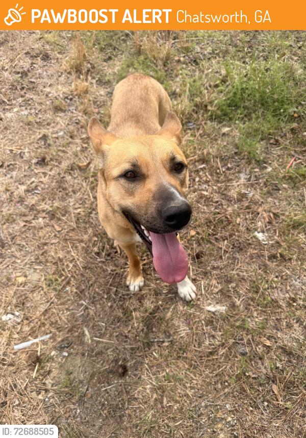 Found/Stray Female Dog last seen Highway 2 and 225, Chatsworth, GA 30705