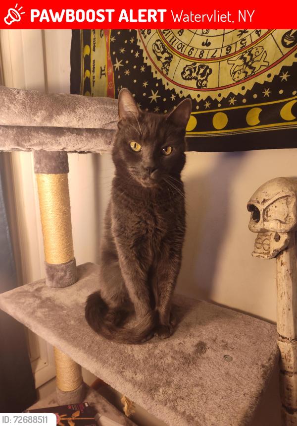 Lost Male Cat last seen Parkside at North colonie, Watervliet, NY 12189