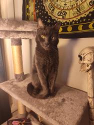 Lost Male Cat last seen Parkside at North colonie, Watervliet, NY 12189