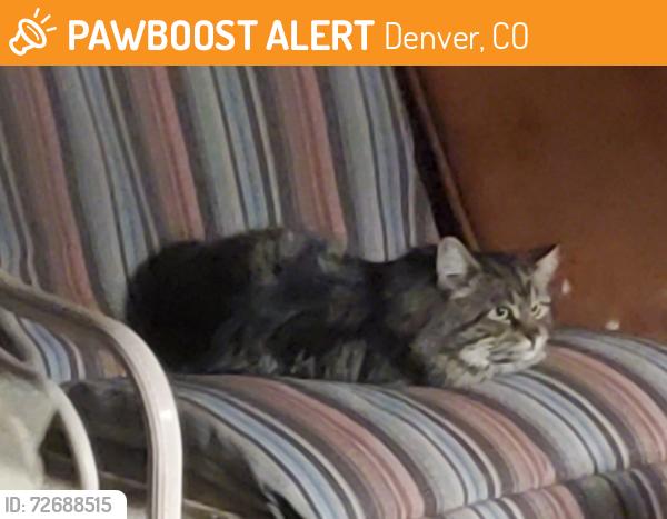 Found/Stray Unknown Cat last seen Florida and sheridan, Denver, CO 80219