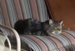 Found/Stray Unknown Cat last seen Florida and sheridan, Denver, CO 80219