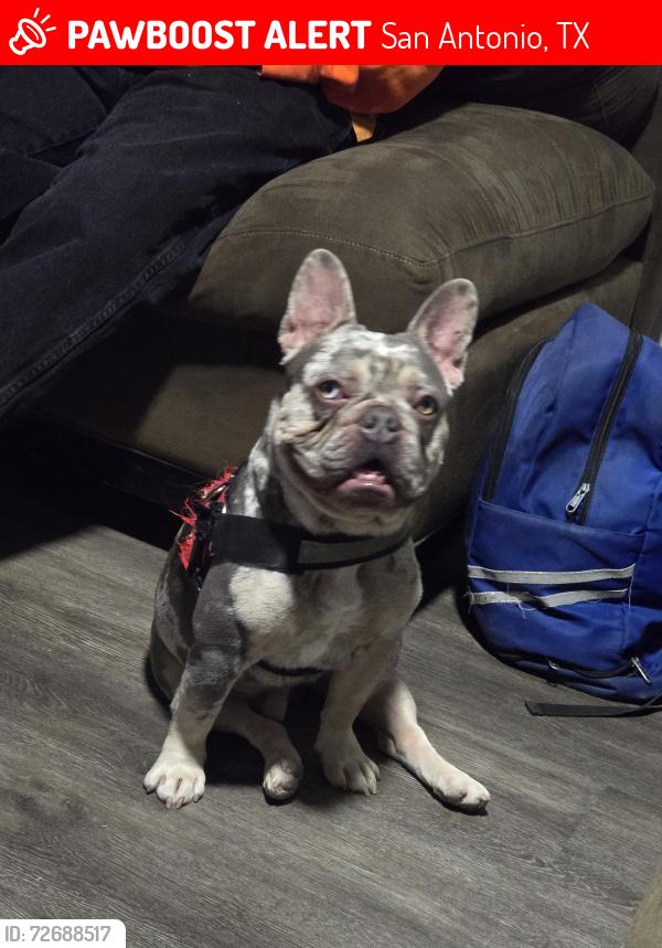 Lost Male Dog last seen Huisache , San Antonio, TX 78228