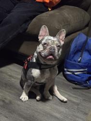 Lost Male Dog last seen Huisache , San Antonio, TX 78228