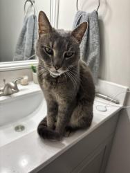 Found/Stray Male Cat last seen British lake Dr. Greensboro, Greensboro, NC 27410