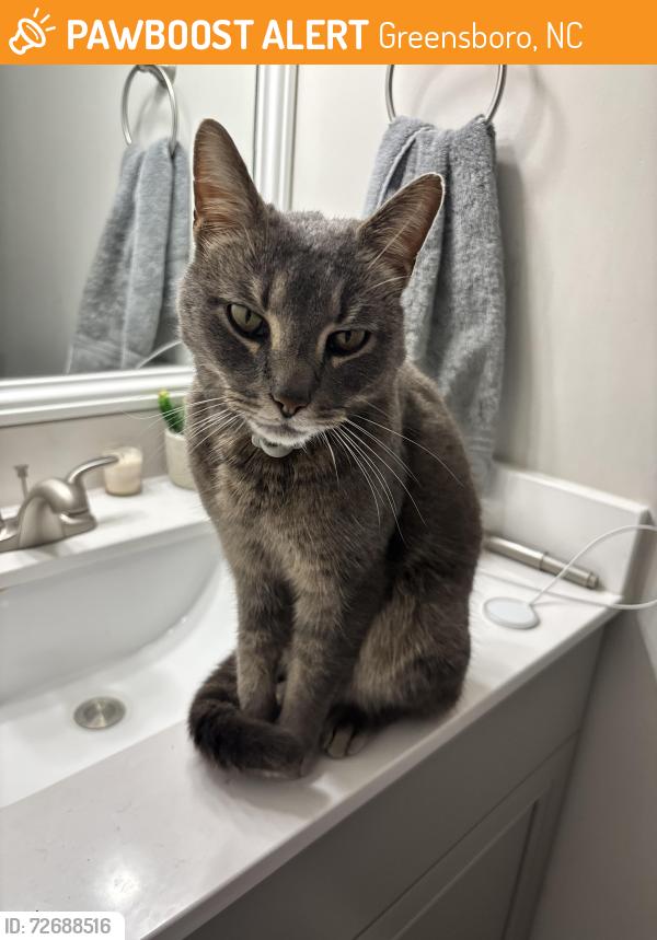 Found/Stray Male Cat last seen British lake Dr. Greensboro, Greensboro, NC 27410