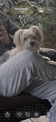 Lost Male Dog last seen Quail Arbor subdivision , Summerville, SC 29485
