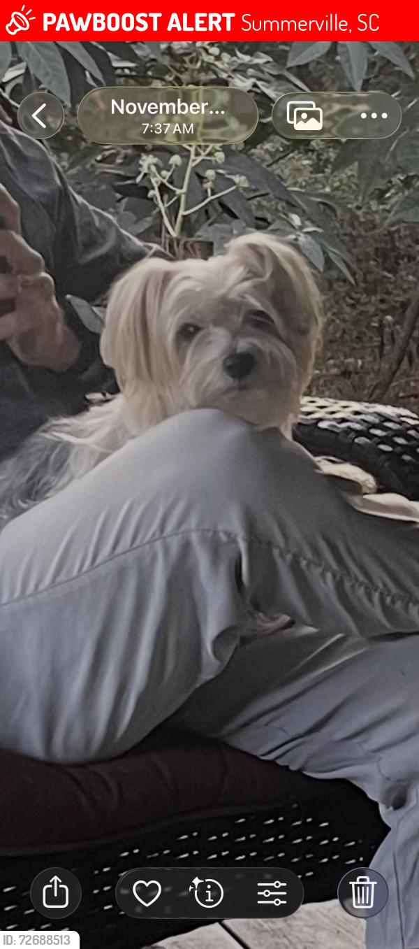 Lost Male Dog last seen Quail Arbor subdivision , Summerville, SC 29485