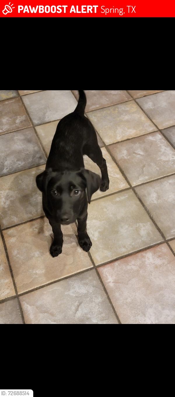 Lost Female Dog last seen Greenlake and Windsor Castle , Spring, TX 77388