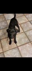 Lost Female Dog last seen Greenlake and Windsor Castle , Spring, TX 77388