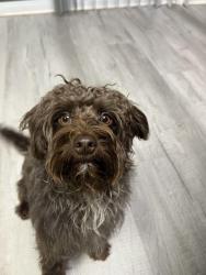 Lost Male Dog last seen Near sabre ln wilson usa, Wilson, NC 27896