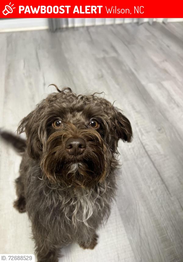 Lost Male Dog last seen Near sabre ln wilson usa, Wilson, NC 27896