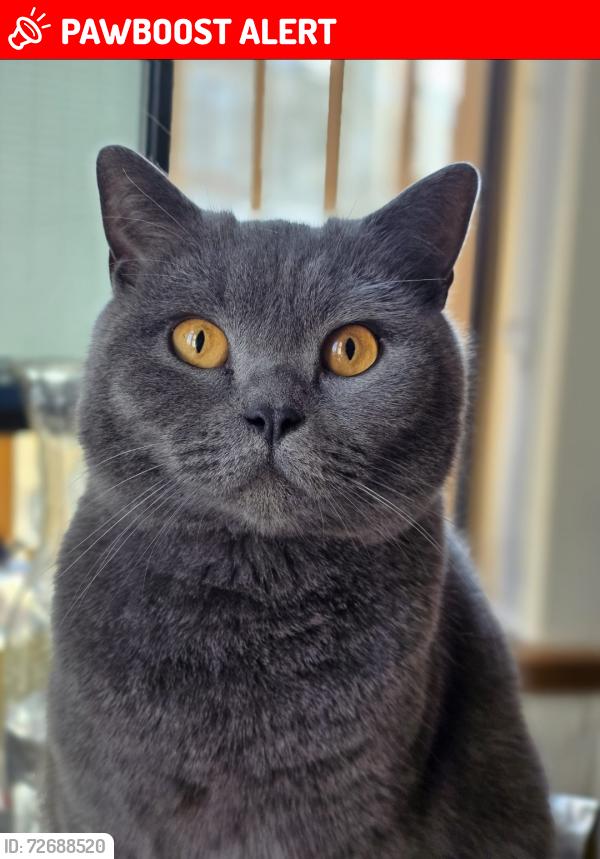 Lost Male Cat last seen Warwick Road , West Midlands, England B11 4RE