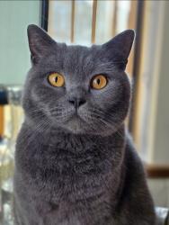 Lost Male Cat last seen Warwick Road , West Midlands, England B11 4RE