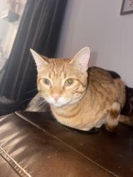 Lost Male Cat last seen Luckey Ranch, San Antonio, TX NULL