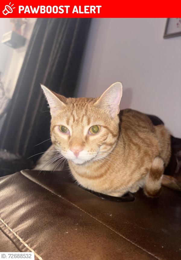 Lost Male Cat last seen Luckey Ranch, San Antonio, TX NULL