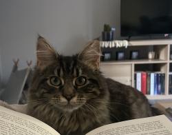 Lost Female Cat last seen Purley, Greater London, England CR8
