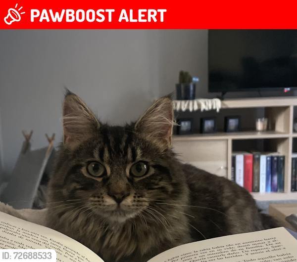 Lost Female Cat last seen Purley, Greater London, England CR8