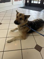 Found/Stray Male Dog last seen Camp wisdom dr, DeSoto, TX 75115