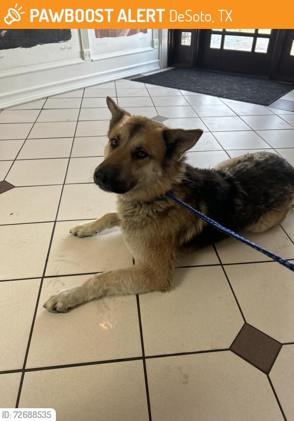 Found/Stray Male Dog last seen Camp wisdom dr, DeSoto, TX 75115