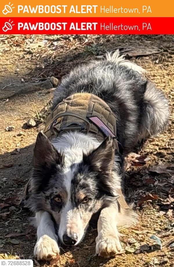 Found/Stray Male Dog last seen Lower Saucon police, Hellertown, PA 18055