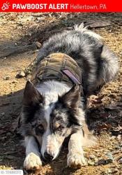 Found/Stray Male Dog last seen Lower Saucon police, Hellertown, PA 18055