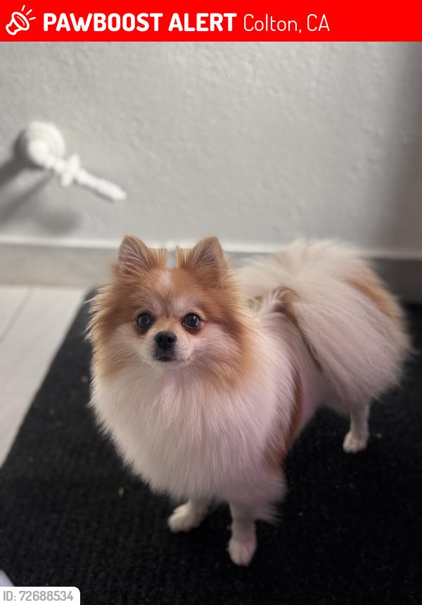 Lost Female Dog last seen Mt vernon and 2nd street, Colton, CA 92324