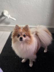 Lost Female Dog last seen Mt vernon and 2nd street, Colton, CA 92324