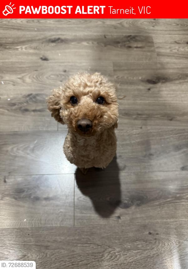Lost Male Dog last seen Melogold crescent tarneit, Tarneit, VIC 3029