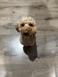 Lost Male Dog last seen Melogold crescent tarneit, Tarneit, VIC 3029