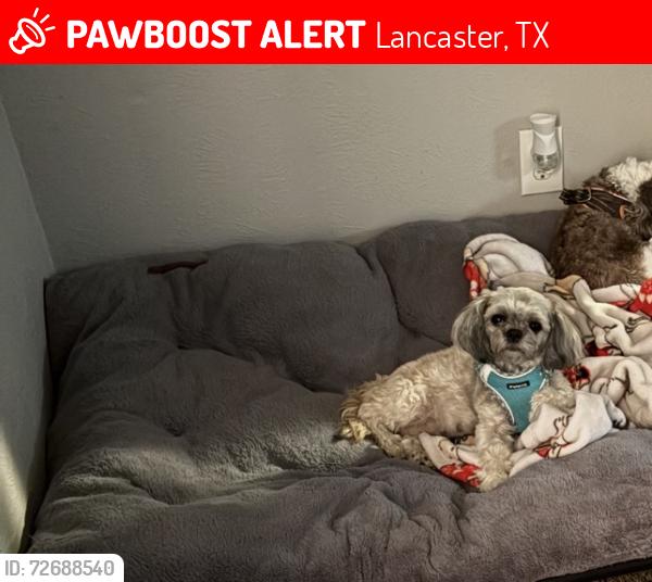 Lost Female Dog last seen Brookhaven & Wintergreen, Lancaster, TX 75134