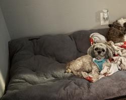 Lost Female Dog last seen Brookhaven & Wintergreen, Lancaster, TX 75134