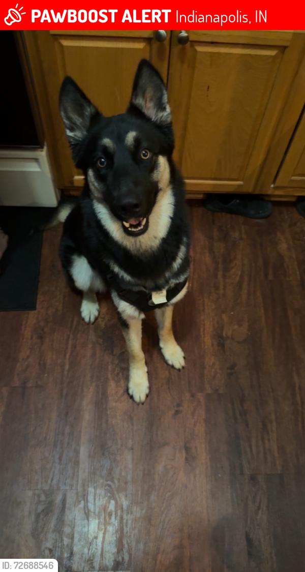 Lost Male Dog last seen Near Halsted and n girls school road, Indianapolis, IN 46214