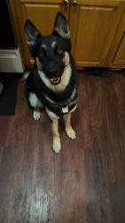 Lost Male Dog last seen Near Halsted and n girls school road, Indianapolis, IN 46214