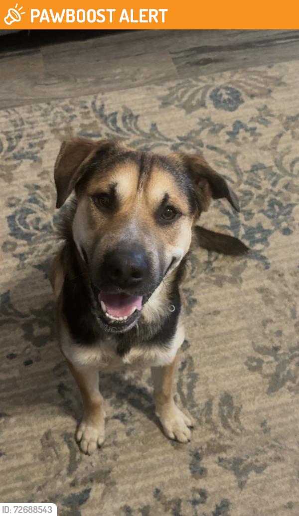 Found/Stray Unknown Dog last seen 101st and Oneta Road, Broken Arrow, Wagoner County, OK 74014