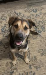 Found/Stray Unknown Dog last seen 101st and Oneta Road, Broken Arrow, Wagoner County, OK 74014