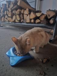 Found/Stray Unknown Cat last seen South 80th East Ave, Tulsa, OK 74133