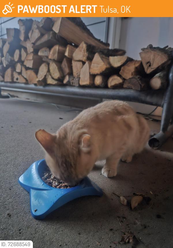 Found/Stray Unknown Cat last seen South 80th East Ave, Tulsa, OK 74133
