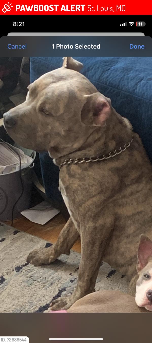 Lost Male Dog last seen McLaran and hallsferry rd, St. Louis, MO 63147