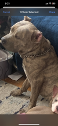 Lost Male Dog last seen McLaran and hallsferry rd, St. Louis, MO 63147