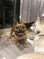 Found/Stray Male Dog last seen Buckskin loop, Rio Rancho, NM 87124